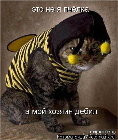 это не я пчёлка а мой хозяин дебил... Котоматрица: это не я пчёлка а мой хозяин дебил