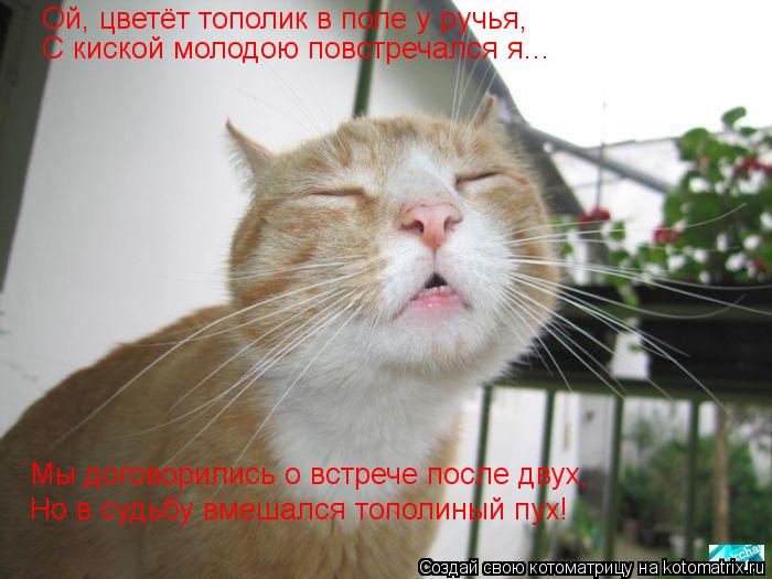 Ой, цветёт тополик в поле у ручья, С киской молодою повстречался я... Мы договорились о встрече после... Котоматрица: Ой, цветёт тополик в поле у ручья, С киской молодою повстречался я... Мы договорились о встрече после двух, Но в судьбу вмешался тополиный пух