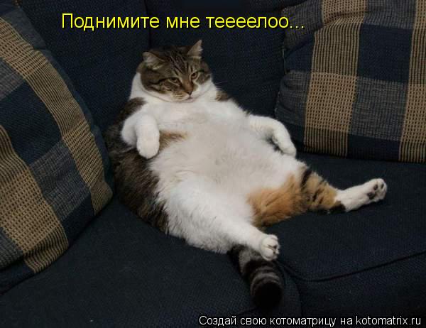 Поднимите мне теееелоо...... Котоматрица: Поднимите мне теееелоо...