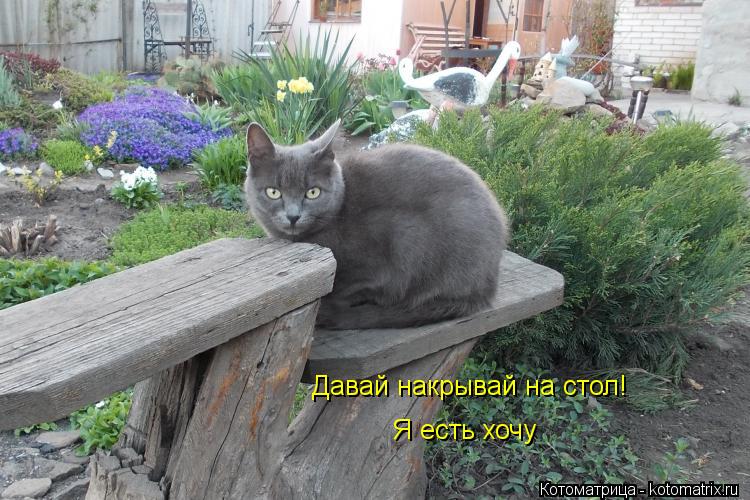 Я есть хочу Давай накрывай на стол!... Котоматрица: Я есть хочу Давай накрывай на стол!