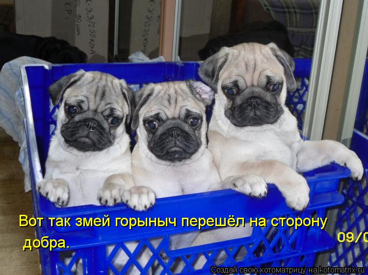 Вот так змей горыныч перешёл на сторону добра.... Котоматрица: Вот так змей горыныч перешёл на сторону добра.