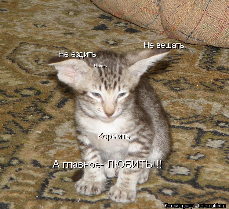 Не ездить. Не вешать. Кормить. Чесать А главное- ЛЮБИТЬ!!!... Котоматрица: Не ездить. Не вешать. Кормить. Чесать А главное- ЛЮБИТЬ!!!