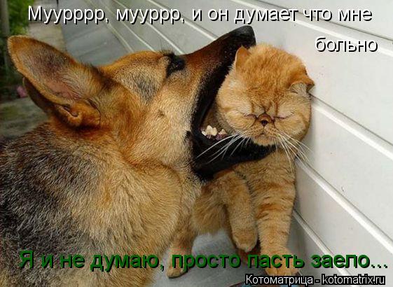 Муурррр, мууррр, и он думает что мне больно Я и не думаю, просто пасть заело...... Котоматрица: Муурррр, мууррр, и он думает что мне больно Я и не думаю, просто пасть заело...