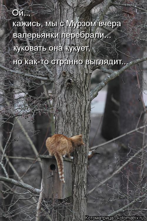 Ой... кажись, мы с Мурзом вчера валерьянки перебрали... куковать она кукует, но как-то странно выгляд... Котоматрица: Ой... кажись, мы с Мурзом вчера валерьянки перебрали... куковать она кукует, но как-то странно выглядит...
