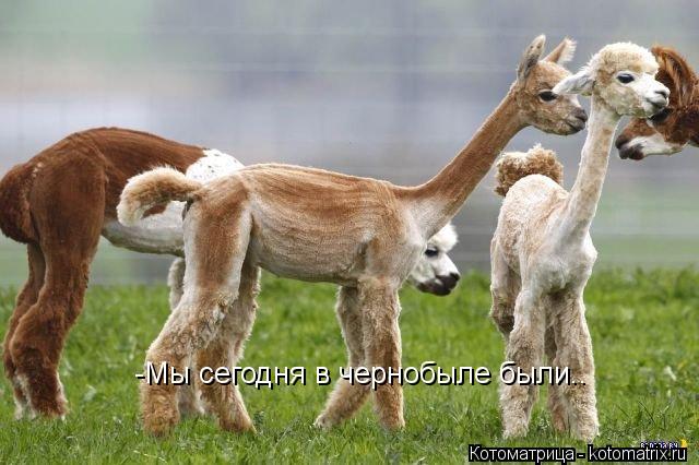 -Мы сегодня в чернобыле были..... Котоматрица: -Мы сегодня в чернобыле были..