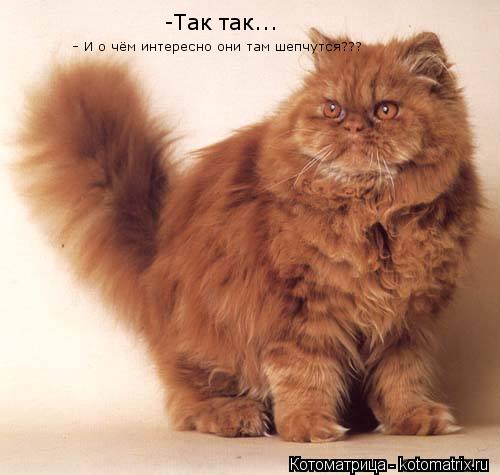 -Так так... - И о чём интересно они там шепчутся???... Котоматрица: -Так так... - И о чём интересно они там шепчутся???