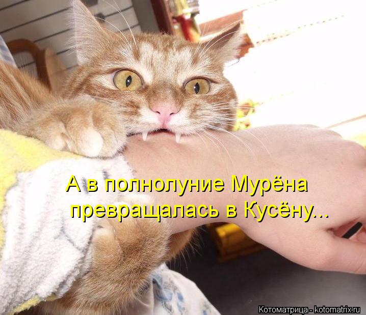 А в полнолуние Мурёна превращалась в Кусёну...... Котоматрица: А в полнолуние Мурёна превращалась в Кусёну...