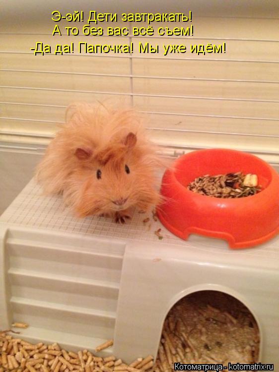 Э-эй! Э-эй! Дети завтракать! А то без вас всё съем! -Да да! Папочка! Мы уже идём!... Котоматрица: Э-эй! Э-эй! Дети завтракать! А то без вас всё съем! -Да да! Папочка! Мы уже идём!