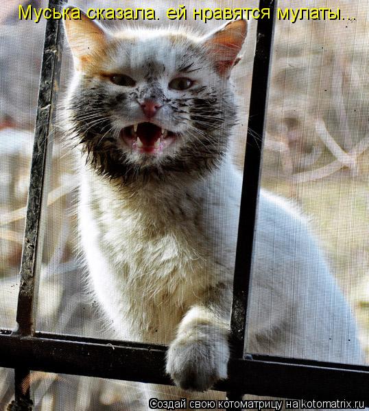 Муська сказала. ей нравятся мулаты...... Котоматрица: Муська сказала. ей нравятся мулаты...