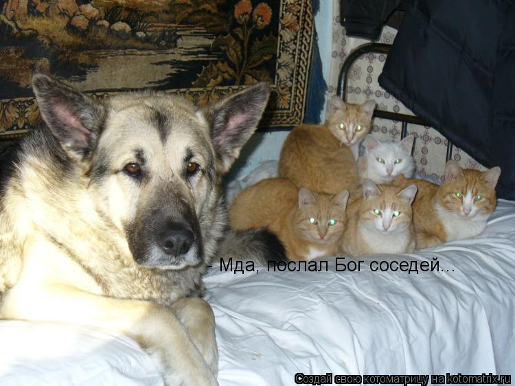 - Мда, послал Бог соседей...... Котоматрица: - Мда, послал Бог соседей...