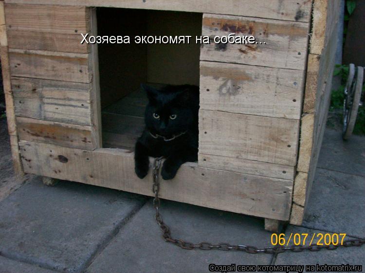 Хозяева экономят на собаке...... Котоматрица: Хозяева экономят на собаке...