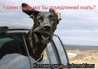 Хозяин ты не мог бы помедленней ехать?... Котоматрица: Хозяин ты не мог бы помедленней ехать?