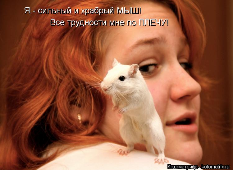 Я - сильный и храбрый МЫШ! Все трудности мне по ПЛЕЧУ!... Котоматрица: Я - сильный и храбрый МЫШ! Все трудности мне по ПЛЕЧУ!