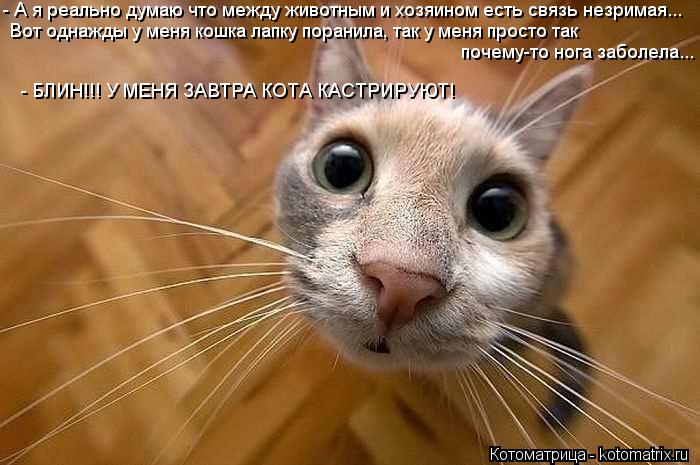 - А я реально думаю что между животным и хозяином есть связь незримая... Вот однажды у меня кошка ла... Котоматрица: - А я реально думаю что между животным и хозяином есть связь незримая... Вот однажды у меня кошка лапку поранила, так у меня просто так почем