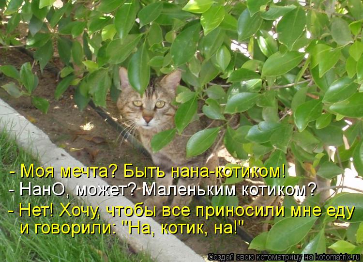 - Моя мечта? Быть нана-котиком! - НанО, может? Маленьким котиком? - Нет! Хочу, чтобы все приносили мн... Котоматрица: - Моя мечта? Быть нана-котиком! - НанО, может? Маленьким котиком? - Нет! Хочу, чтобы все приносили мне еду и говорили: "На, котик, на!"