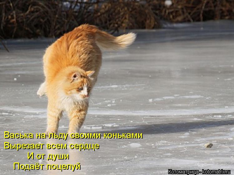 Васька на льду своими коньками Вырезает всем сердце И от души Подаёт поцелуй... Котоматрица: Васька на льду своими коньками Вырезает всем сердце И от души Подаёт поцелуй