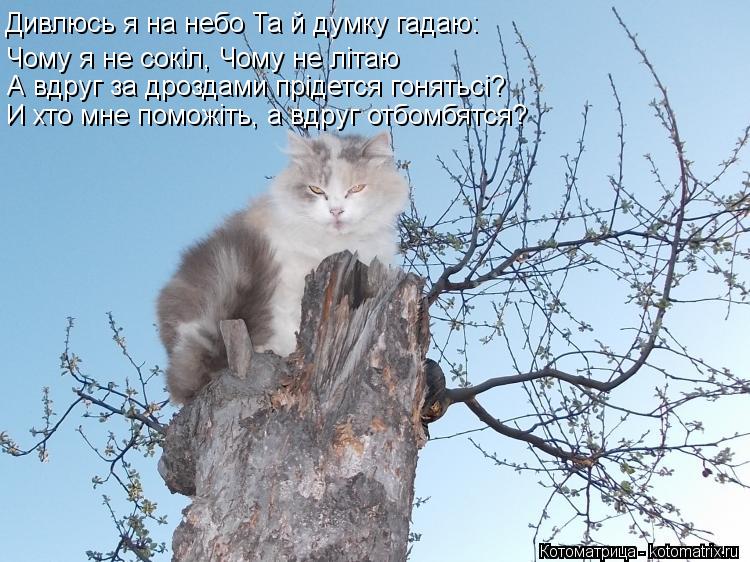 Дивлюсь я на небо Та й думку гадаю: Чому я не сокіл, Чому не літаю А вдруг за дроздами прiдется гоня... Котоматрица: Дивлюсь я на небо Та й думку гадаю: Чому я не сокіл, Чому не літаю А вдруг за дроздами прiдется гонятьсi? И хто мне поможiть, а вдруг отбомбятся