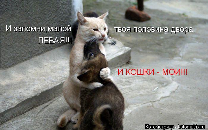 И запомни,малой твоя половина двора ЛЕВАЯ!!! И КОШКИ - МОИ!!!... Котоматрица: И запомни,малой твоя половина двора ЛЕВАЯ!!! И КОШКИ - МОИ!!!