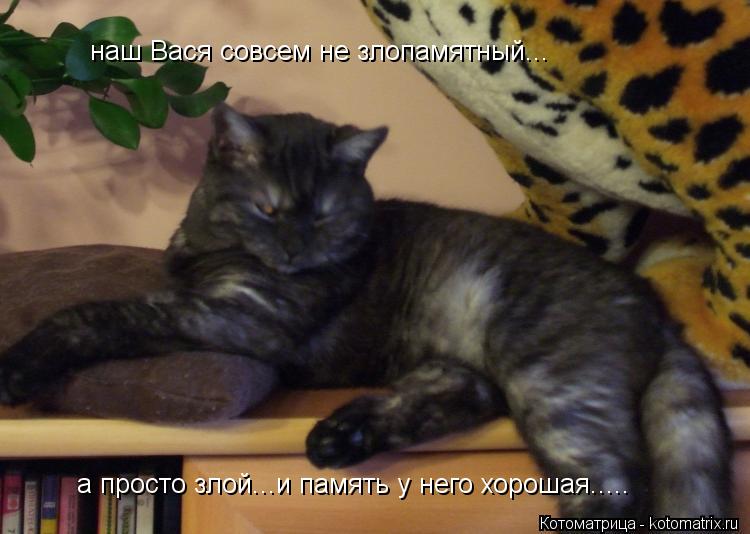 Котоматрица: наш Вася совсем не злопамятный... а просто злой...и память у него хорошая.....