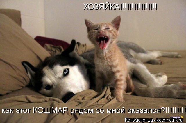 ХОЗЯЙКА!!!!!!!!!!!!!!!! как этот КОШМАР рядом со мной оказался?!!!!!!!!!!!!!!!... Котоматрица: ХОЗЯЙКА!!!!!!!!!!!!!!!! как этот КОШМАР рядом со мной оказался?!!!!!!!!!!!!!!!