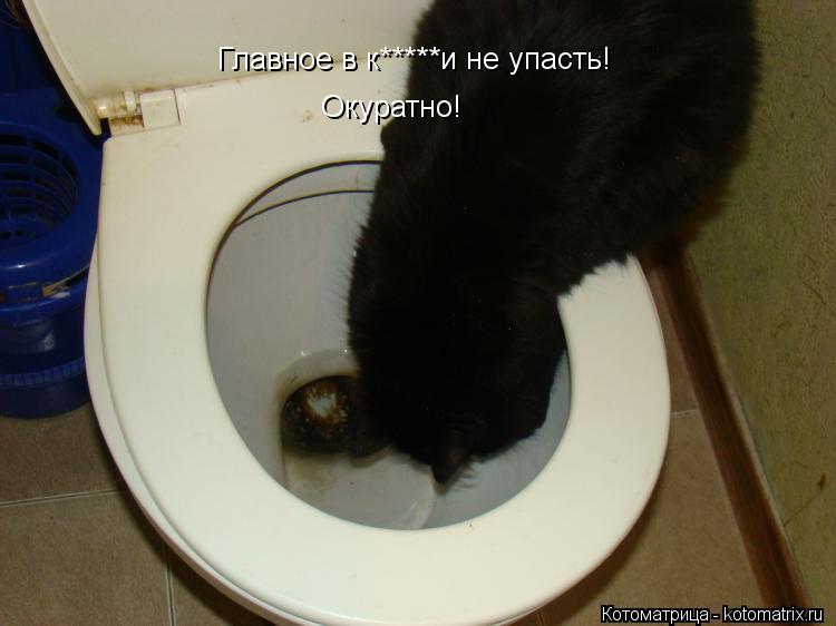 Главное в к*****и не упасть! Окуратно!... Котоматрица: Главное в к*****и не упасть! Окуратно!