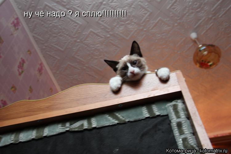 ну чё надо ? я сплю!!!!!!!!!!... Котоматрица: ну чё надо ? я сплю!!!!!!!!!!