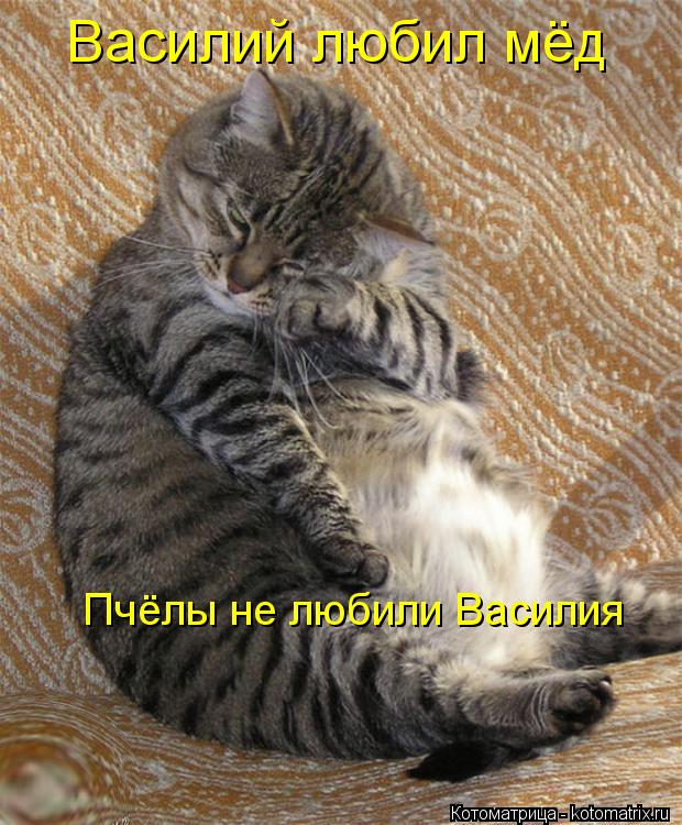 Василий любил мёд Пчёлы не любили Василия... Котоматрица: Василий любил мёд Пчёлы не любили Василия