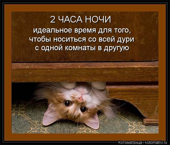 2 ЧАСА НОЧИ идеальное время для того, чтобы носиться со всей дури с одной комнаты в другую... Котоматрица: 2 ЧАСА НОЧИ идеальное время для того, чтобы носиться со всей дури с одной комнаты в другую
