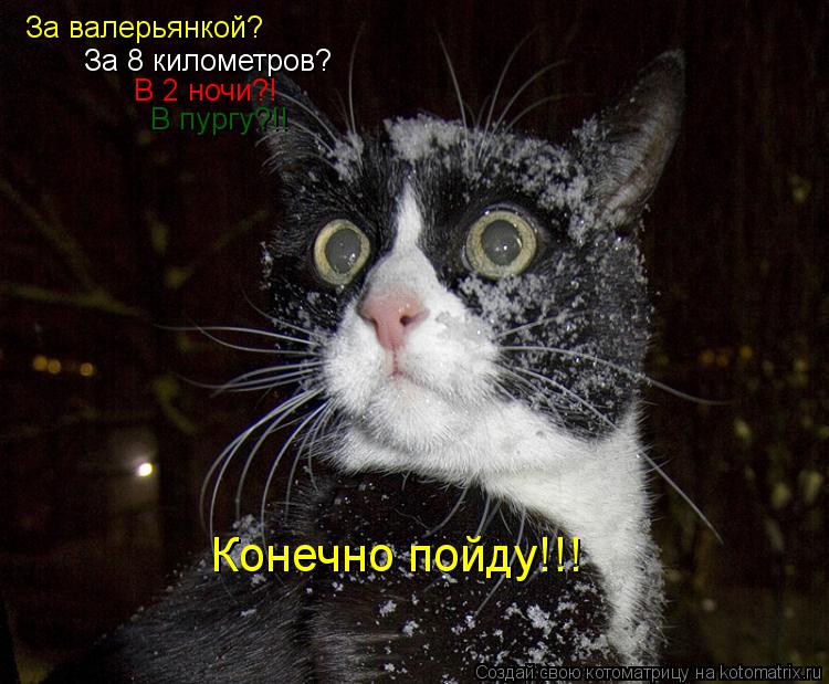 За валерьянкой? За 8 километров? В 2 ночи?! В пургу?!! Конечно пойду!!!... Котоматрица: За валерьянкой? За 8 километров? В 2 ночи?! В пургу?!! Конечно пойду!!!