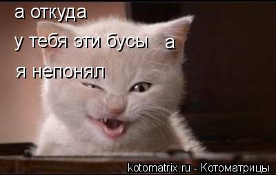 а откуда у тебя эти бусы а я непонял... Котоматрица: а откуда у тебя эти бусы а я непонял