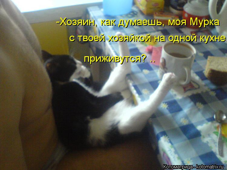 -Хозяин, как думаешь, моя Мурка с твоей хозяйкой на одной кухне приживутся? ..... Котоматрица: -Хозяин, как думаешь, моя Мурка с твоей хозяйкой на одной кухне приживутся? ..