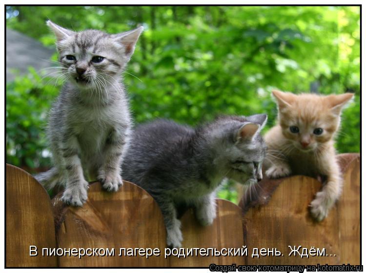 В пионерском лагере родительский день. Ждём...... Котоматрица: В пионерском лагере родительский день. Ждём...