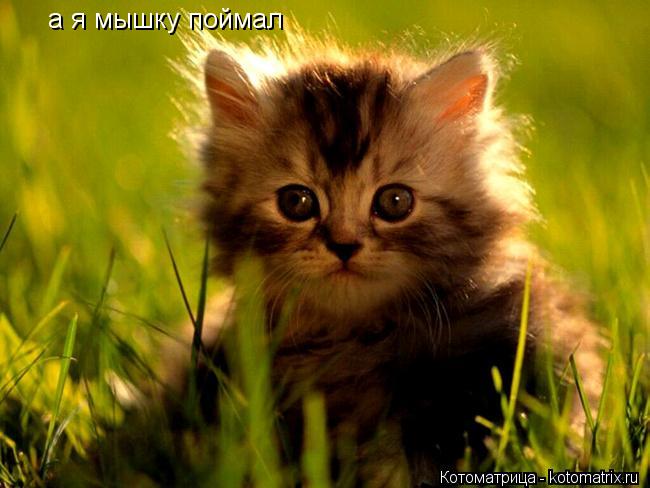 а я мышку поймал... Котоматрица: а я мышку поймал