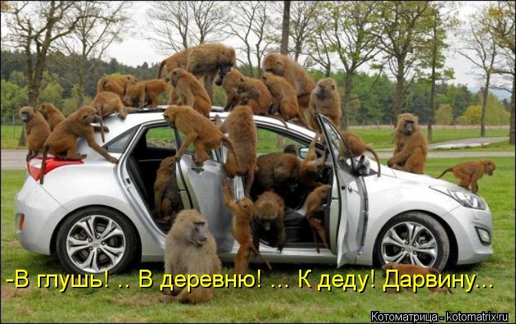 -В глушь! .. В деревню! ... К деду! Дарвину...... Котоматрица: -В глушь! .. В деревню! ... К деду! Дарвину...