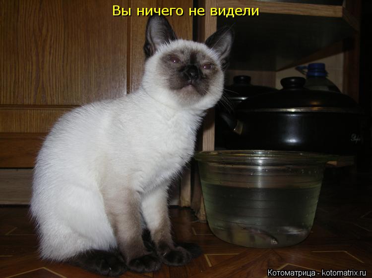 Вы ничего не видели... Котоматрица: Вы ничего не видели