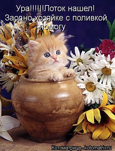 Ура!!!!!!Лоток нашел! Заодно хозяйке с поливкой помогу... Котоматрица: Ура!!!!!!Лоток нашел! Заодно хозяйке с поливкой помогу