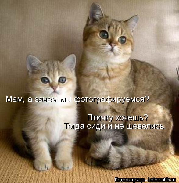 Мам, а зачем мы фотографируемся? Птичку хочешь? Тогда сиди и не шевелись.... Котоматрица: Мам, а зачем мы фотографируемся? Птичку хочешь? Тогда сиди и не шевелись.