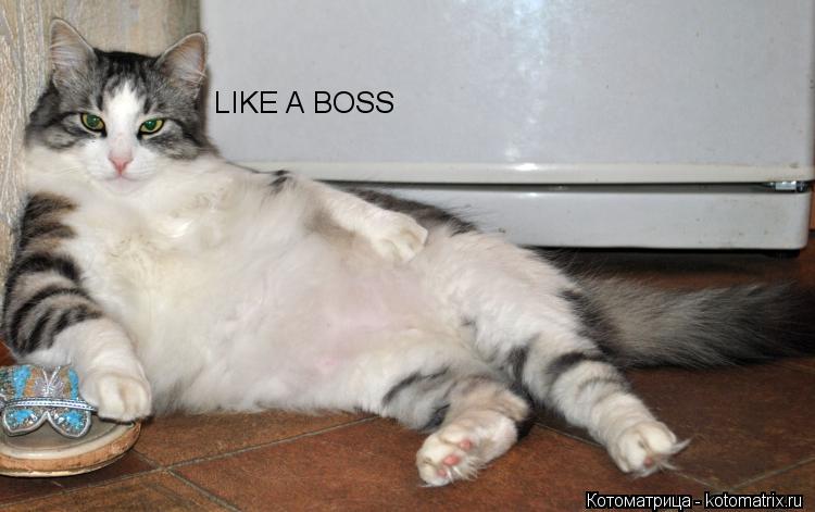 LIKE A BOSS... Котоматрица: LIKE A BOSS