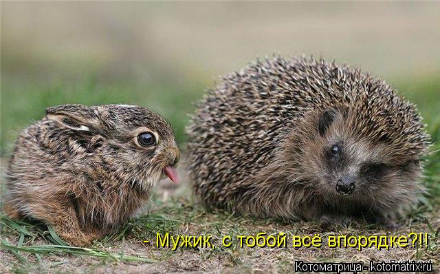 - Мужик, с тобой всё впорядке?!!... Котоматрица: - Мужик, с тобой всё впорядке?!!