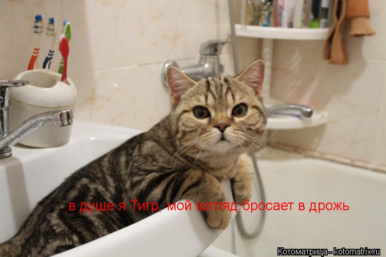 в душе я Тигр, мой взгляд бросает в дрожь... Котоматрица: в душе я Тигр, мой взгляд бросает в дрожь