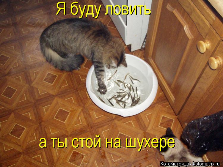 Я буду ловить а ты стой на шухере... Котоматрица: Я буду ловить а ты стой на шухере