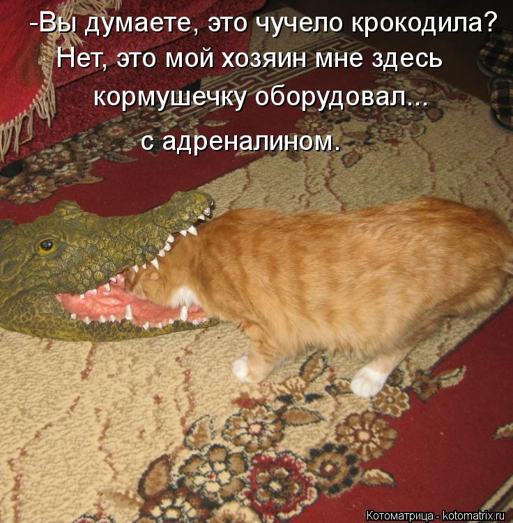 -Вы думаете, это чучело крокодила? Нет, это мой хозяин мне здесь кормушечку оборудовал... с адреналин... Котоматрица: -Вы думаете, это чучело крокодила? Нет, это мой хозяин мне здесь кормушечку оборудовал... с адреналином.