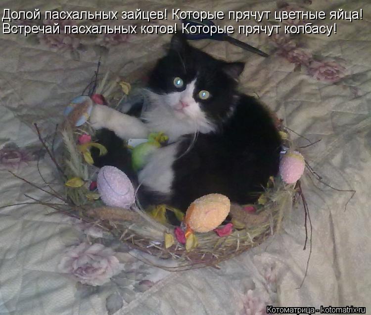 Долой пасхальных зайцев! Которые прячут цветные яйца! Встречай пасхальных котов! Которые прячут колба... Котоматрица: Долой пасхальных зайцев! Которые прячут цветные яйца! Встречай пасхальных котов! Которые прячут колбасу!