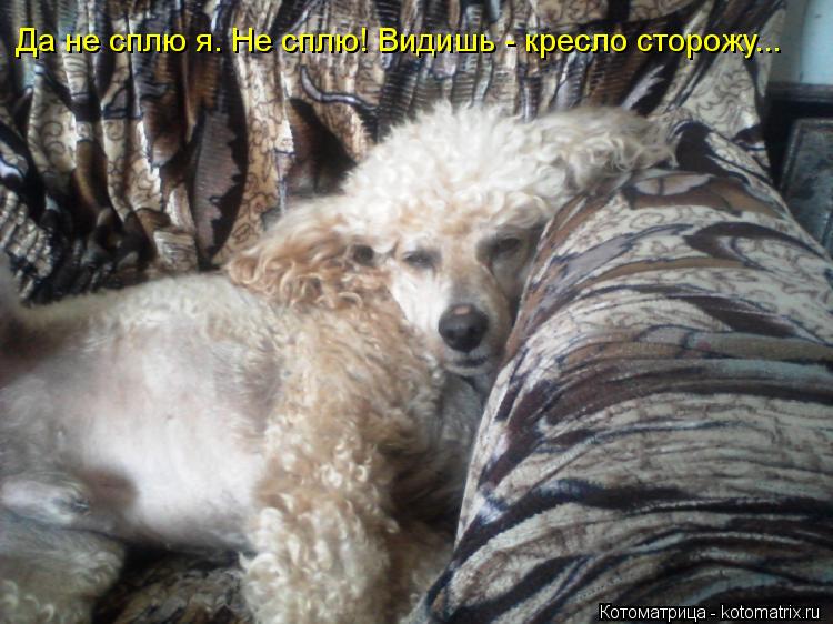Да не сплю я. Не сплю! Видишь - кресло сторожу...... Котоматрица: Да не сплю я. Не сплю! Видишь - кресло сторожу...