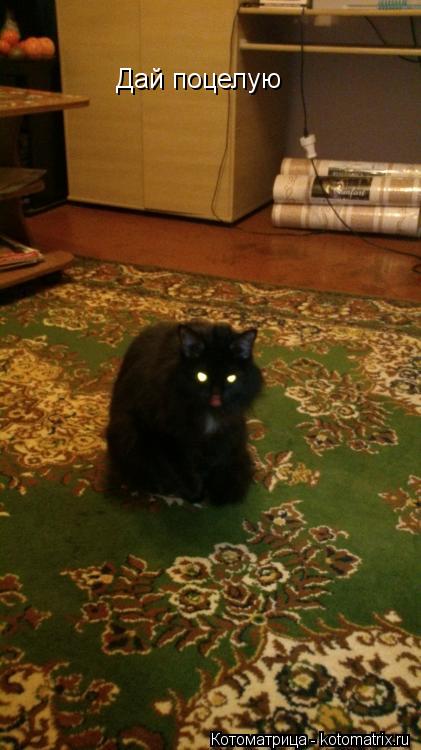 Дай поцелую... Котоматрица: Дай поцелую