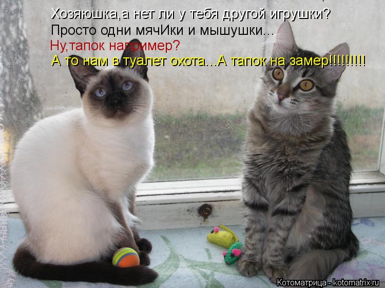 Котоматрица: Хозяюшка,а нет ли у тебя другой игрушки? Хозяюшка,а нет ли у тебя другой игрушки? Просто одни мячИки и мышушки... Ну,тапок например? А то нам в 