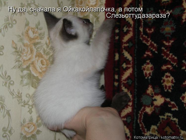 Ну да, сначала я Ойкакойлапочка, а потом Слезьоттудазараза?... Котоматрица: Ну да, сначала я Ойкакойлапочка, а потом Слезьоттудазараза?