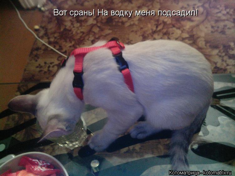 Вот срань! На водку меня подсадил!... Котоматрица: Вот срань! На водку меня подсадил!