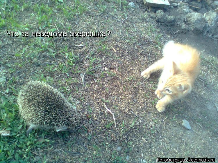 Что за неведома зверюшка?... Котоматрица: Что за неведома зверюшка?