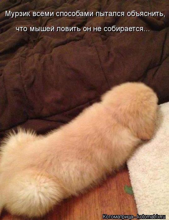 Мурзик всеми способами пытался объяснить, что мышей ловить он не собирается...... Котоматрица: Мурзик всеми способами пытался объяснить, что мышей ловить он не собирается...